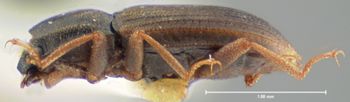 Media type: image;   Entomology 21793 Aspect: habitus lateral view